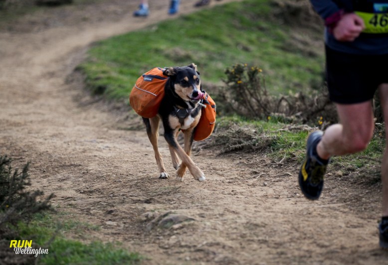 www.runwellington.com