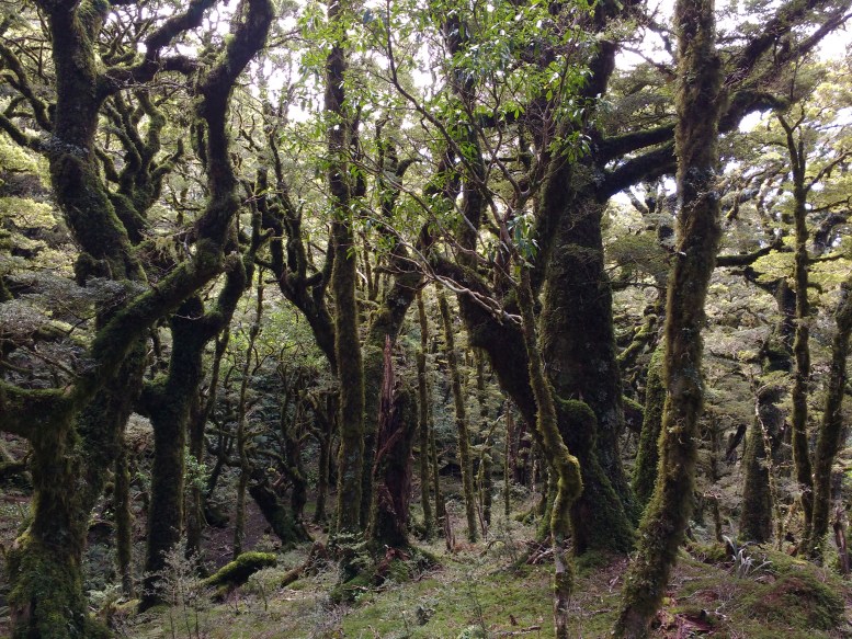 jumbo-holdsworth-3