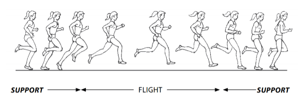 Phases of running - Support > Flight > Support